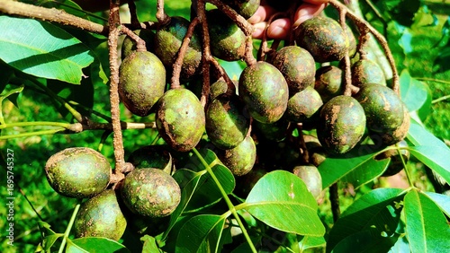 Fresh bunch of Hog Plums (Spondias pinnata) hanging from a tree, a tropical fruit from Southeast Asia. A close-up shot of a fresh bunch of Hog Plums, scientifically known as Spondias pinnata.