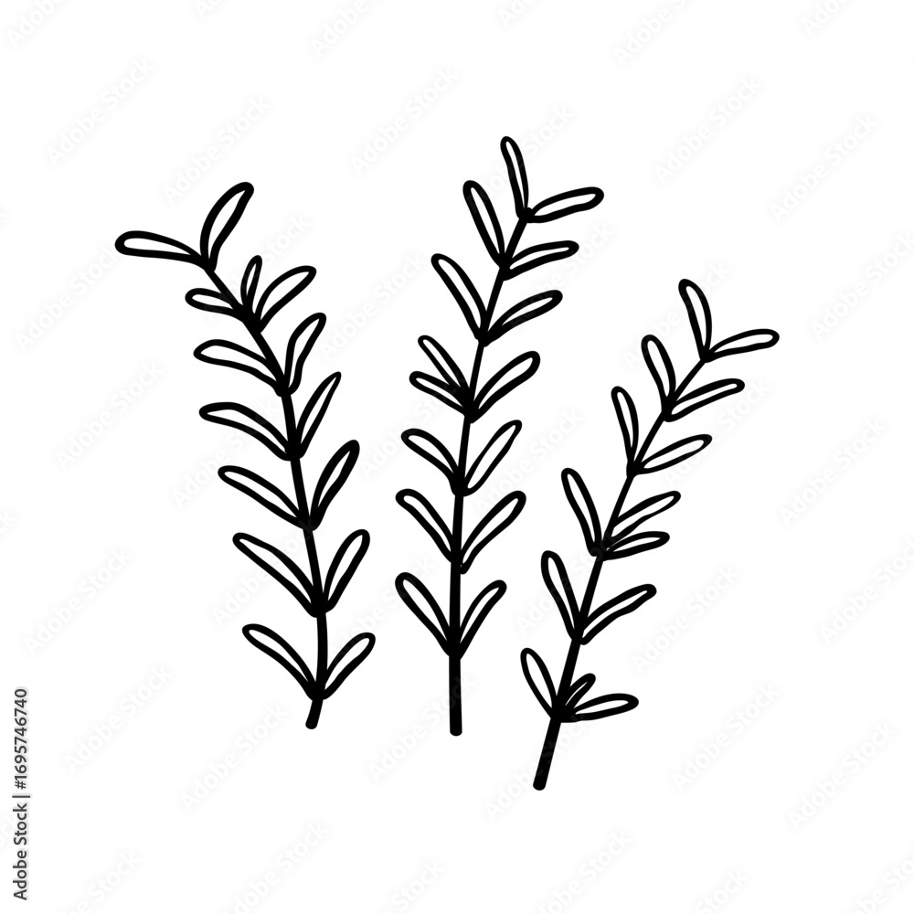 Fototapeta premium Hand drawn rosemary herb illustration. Doodle rosemary illustration. 