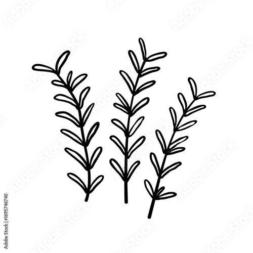 Hand drawn rosemary herb illustration. Doodle rosemary illustration. 