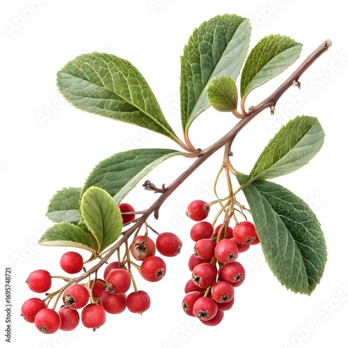 Berberis vulgaris var. major Wild Barberry Large Glossy Red Berries with Smooth Polished Texture and Fresh Green Leafy Highlights Beautifully Captured on a Bright White Background