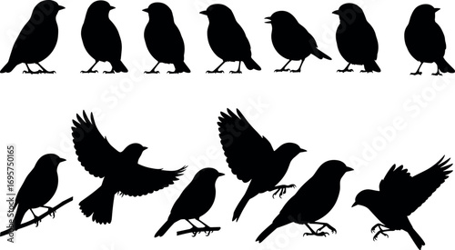 Silhouette collection of small birds in various poses and flight sequences