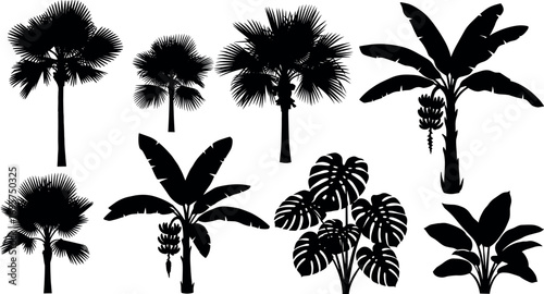 Collection of silhouette tropical palm tree species for design and decoration element