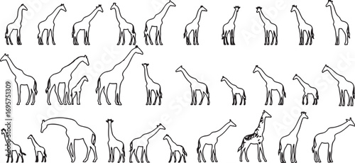 vector, sizes, giraffe, poses, design, various, drawings, illustration, line