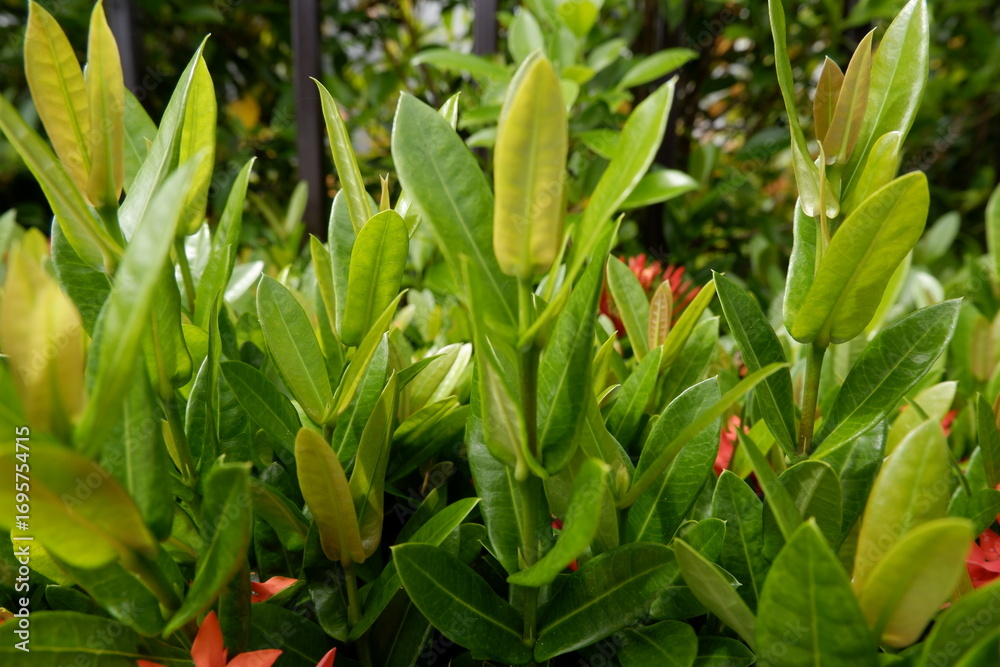 Obraz premium Vibrant green plant exhibits lush new leaf growth, flourishing naturally outdoors. Healthy botanical foliage promotes sense of renewal and fresh vitality, perfect for natural themes