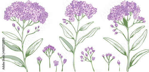 Delicate purple flowers with green stems and leaves botanical illustration floral