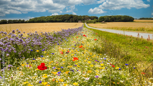 Roadside full of colorful wild growing flowers