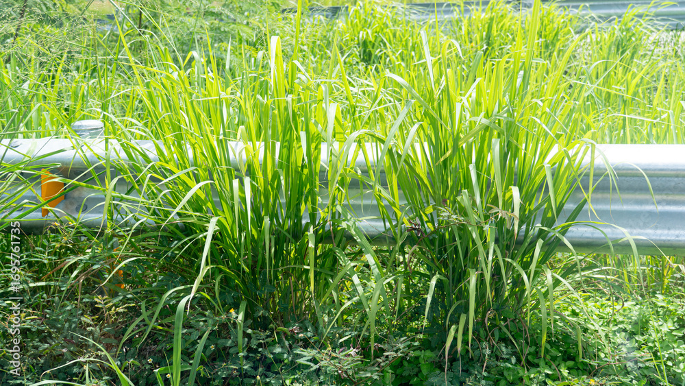 Obraz premium Tall weeds growing along the roadside. Covering the outdoor roadside guardrail. at Thailand.