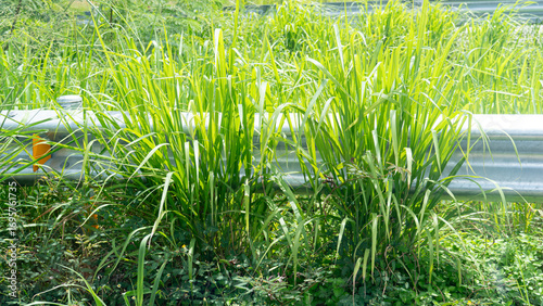 Tall weeds growing along the roadside. Covering the outdoor roadside guardrail. at Thailand.