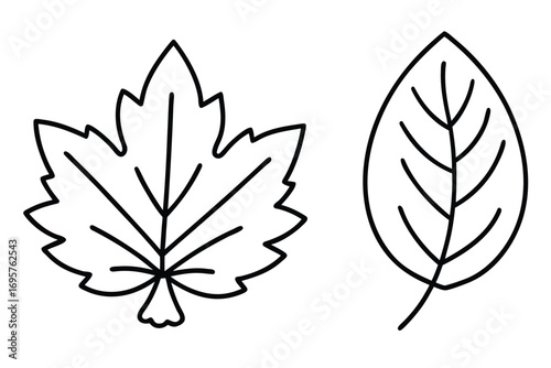 Two Outlined Leaves with Veins on a White Background