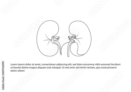 human kidney Continuous one line drawing,