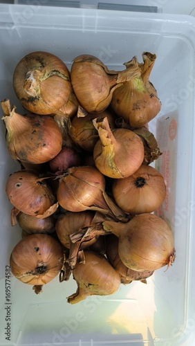 onions 
