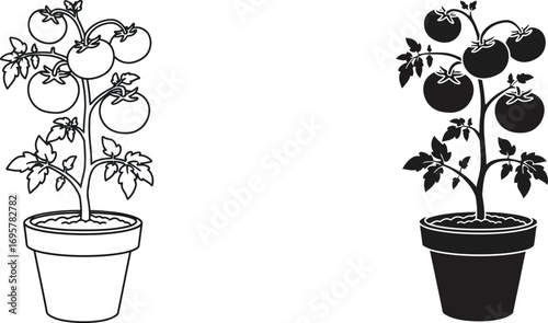 two potted tomato plants one white pot another black