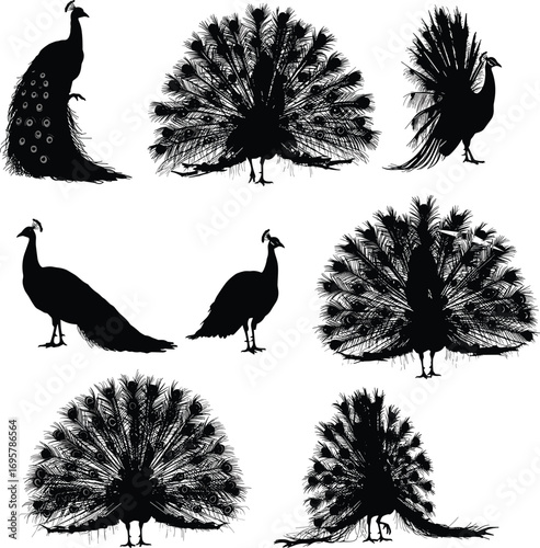 A stunning collection of Peacock Silhouettes showcasing the majestic bird's beauty and elaborate tail feathers in various poses.