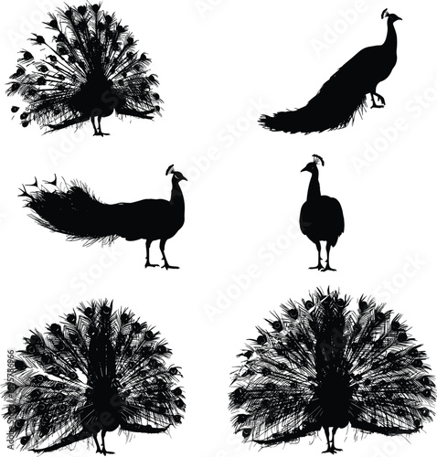 A stunning collection of Peacock Silhouettes showcasing the majestic bird's beauty and elaborate tail feathers in various poses.