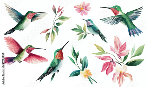 Watercolor hummingbirds flying with tropical flowers and leaves detailed botanical nature illustration in soft pastel colors vector design elements set