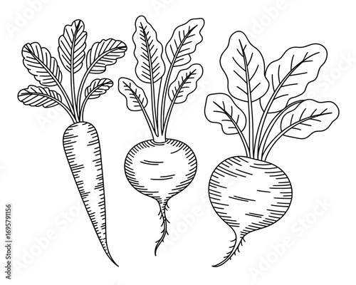 Hand drawn sketch of three root vegetables including carrot and radishes