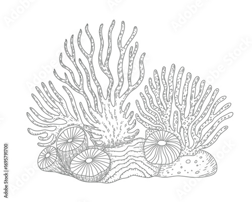 Detailed black and white line drawing of branching coral and sea anemones on a rock