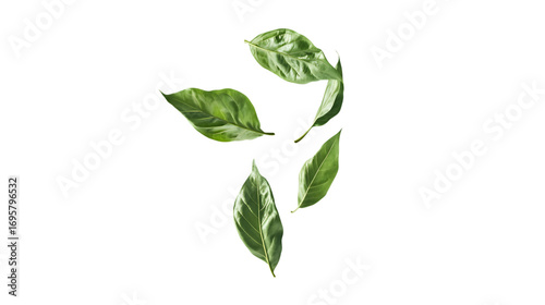 Fresh Green Leaves Collection Isolated on White Background