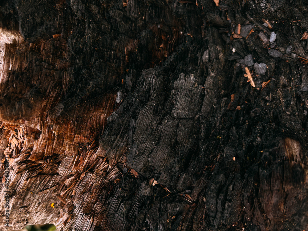 Obraz premium Abstract Background of Charred and Cracked Wood