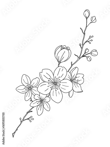 Sakura flowers, Japanese Sakura flowers outline. cherry blossoms and other flowering trees in spring, Hand drawn sketch of cherry or plum blossom branch. Vector illustration