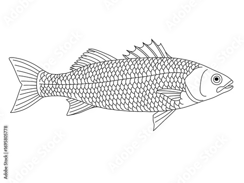 Hand-drawn line of sea bass fish. fish vector illustration. Fish on white background.