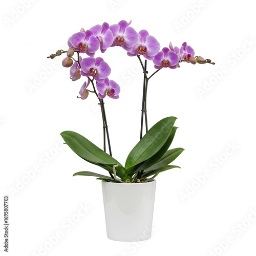 Wallpaper Mural Pink orchid plant in white pot isolated on transparent background Torontodigital.ca