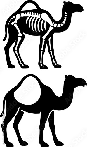 Silhouette of Camel with Hump Anatomy - Desert Animal Vector with white background 