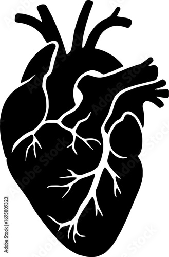 Silhouette of Human Heart with Arteries - Cardiovascular Anatomy Vector With White Background 