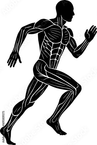 Silhouette of Muscular System Running - Body Anatomy Vector With White Background 