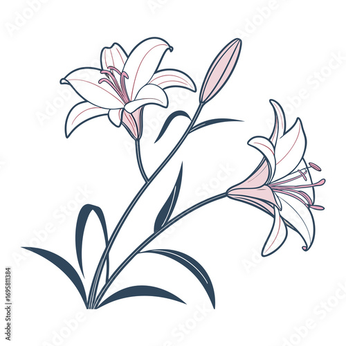 Delicate sketch of two blooming lilies with green leaves and buds