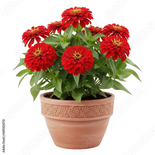 Vibrant red zinnia flowers in a terracotta pot isolated on transparent background
