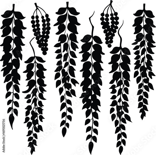 Collection of seven black silhouette wisteria branches with hanging flower clusters