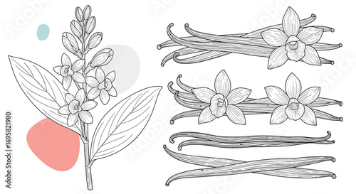 Detailed botanical illustrations of vanilla orchids and cured vanilla bean pods used for flavoring