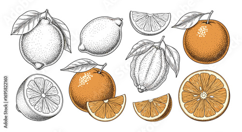 Collection of hand drawn vintage citrus fruits lemons and oranges with leaves and slices detailed ink sketch and watercolor style illustration