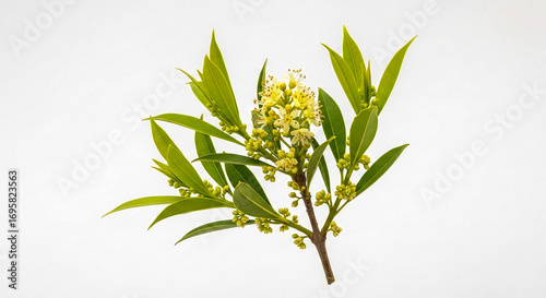 Santalum album (sandalwood) flowering twig isolated on white
