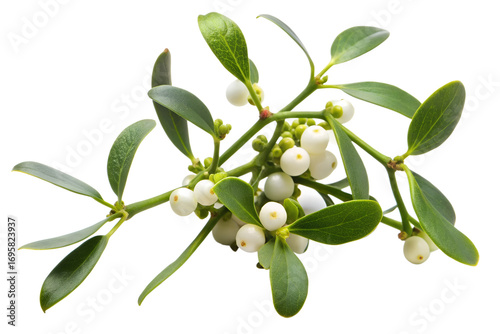 Wallpaper Mural Christmas branch with red berries isolated on transparent background Torontodigital.ca