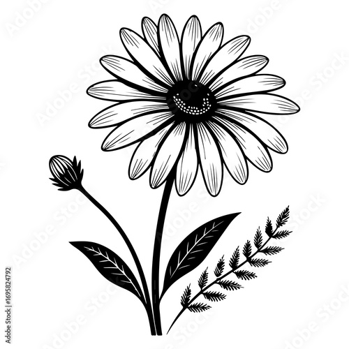 Hand drawn black and white daisy flower illustration with bud and leaves