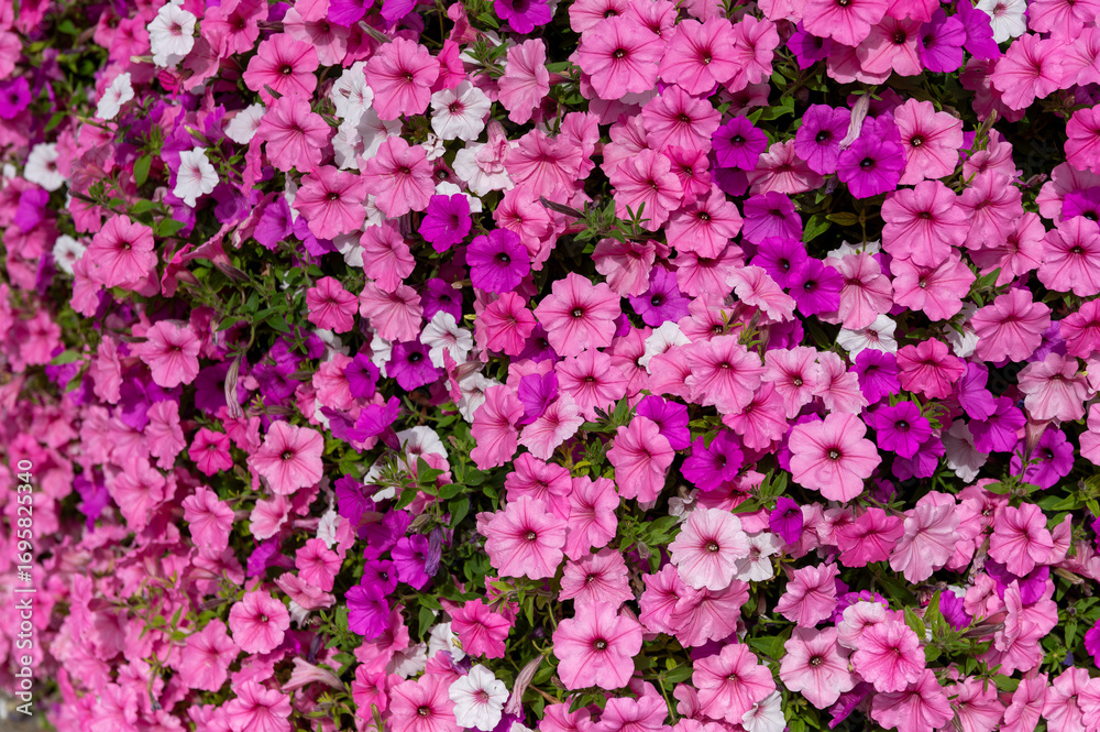 Fototapeta premium Background of pink flowers, Floral background for greeting card, wallpaper, banner, header.