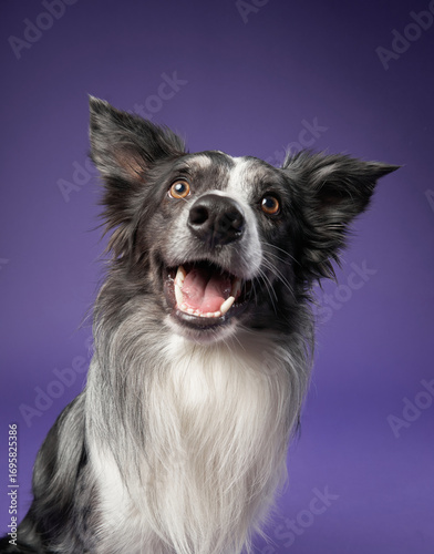 A Border Collie with bright eyes and an open mouth stands against a purple background, looking directly at the camera. The joyful posture conveys happiness and friendliness.