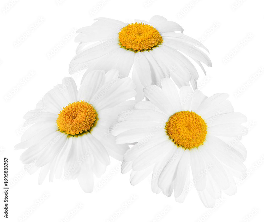 Fototapeta premium Fresh chamomiles isolated on white. Beautiful flowers