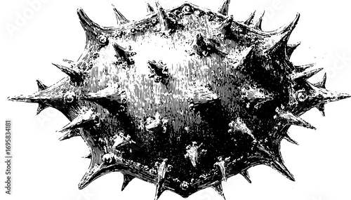 Spiky shell with detailed texture and spikes. Vintage black and white engraving style vector illustration.