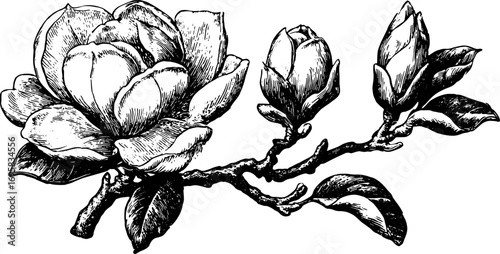 Magnolia flower, buds, and leaves on a branch in a black and white ink sketch. Vintage botanical vector illustration set.