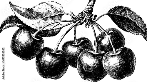 Vintage black and white illustration of cherries with leaves. Detailed outline engraving depicting a natural fruit set in vector style.