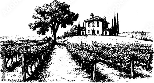 Vineyard landscape featuring a house and tree. A black and white outline vector illustration in vintage engraving style.