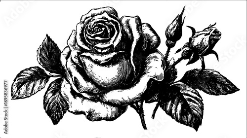 Rose with leaves and buds in black ink sketch. Botanical flower vector illustration in traditional handdrawn style.