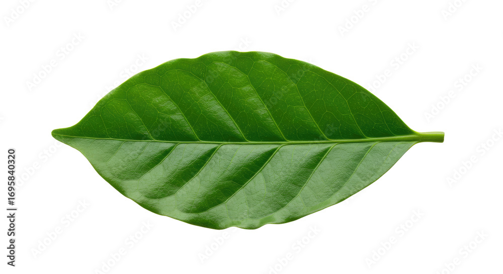 Fototapeta premium Single vibrant green leaf detailed view 6.