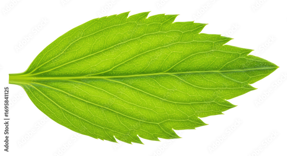 Obraz premium Single vibrant green leaf detailed view 12.