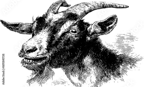 Goat head with horns and beard in detailed black and white sketch. Handdrawn vector illustration with classic engraving style.