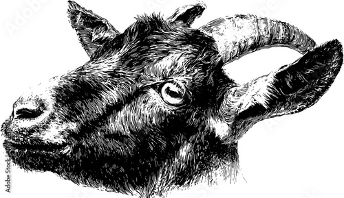 Goat head with detailed horns and fur in black and white ink sketch. Vintage animal profile vector illustration.