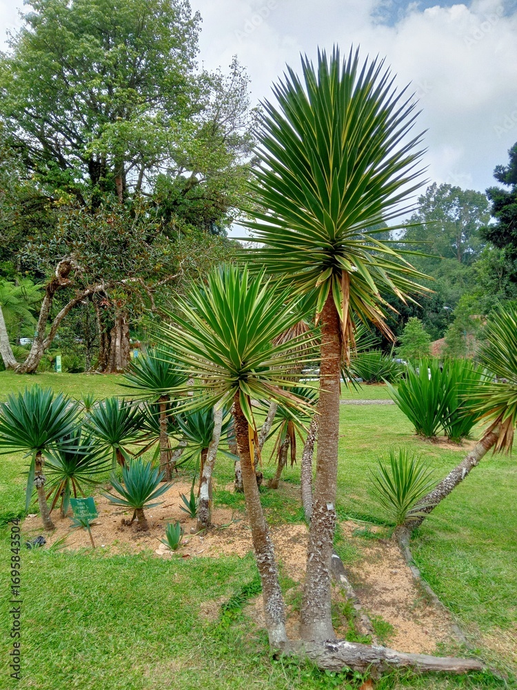 Obraz premium Palm-like Trees in a Lush Green Garden Setting